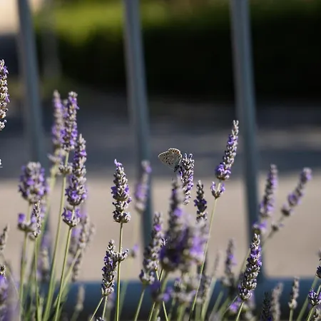 Apartma Lavanda Izola